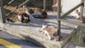 Lots of feral cats